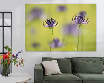 Purple round headed rampion flowers in a green grass field van Elles Rijsdijk