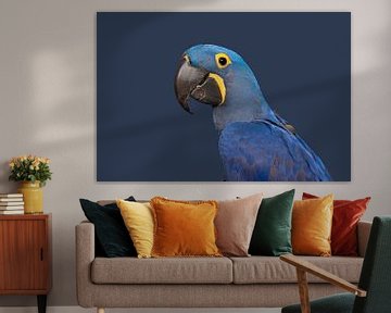 Hyacinth macaw portrait by Elles Rijsdijk