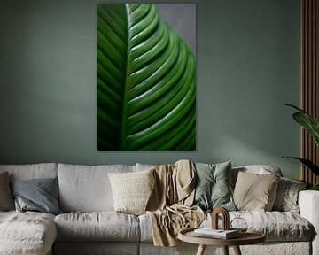 Green leaf by Ellis Peeters