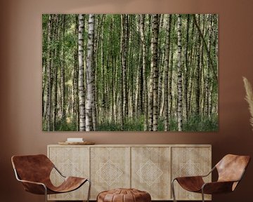 Berkenbomen in zomer
