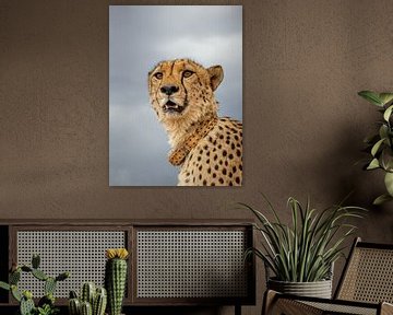 cheetah namibie van inge drenth