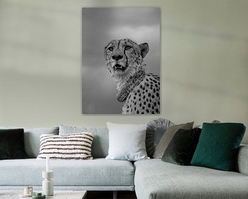 cheetah namibie black&white van inge drenth