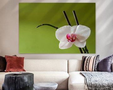 Witte orchidee van Fotoblok