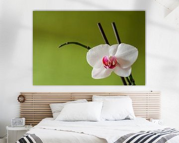 Orchidée blanche sur Fotoblok