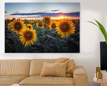 Sonnenblumen von Steffen Gierok