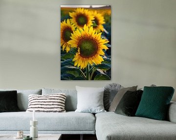 Sonnenblumenfeld von Steffen Gierok