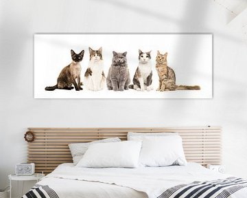 Katten van Elles Rijsdijk