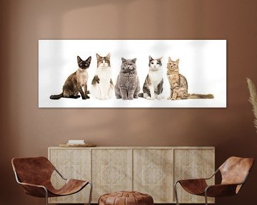 Cats by Elles Rijsdijk
