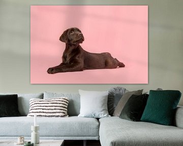 Chocolate labrador van Elles Rijsdijk