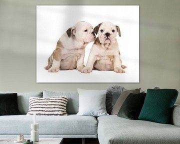 Engelse bulldog puppies van Elles Rijsdijk