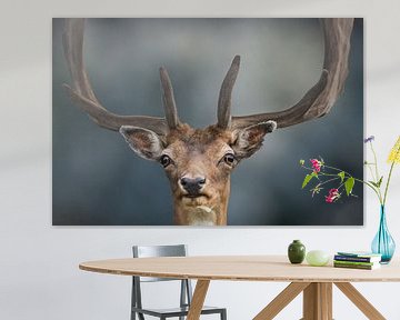 Tête de cerf avec bois