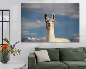 Lama with Bolivian Altiplano in the background by A. Hendriks