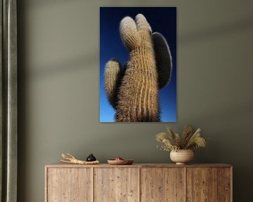 Eeuwenoude cactus, Bolivia, Salar de Uyuni, Isla Incahuasi van A. Hendriks