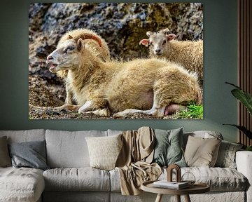 Isländisches Schaf