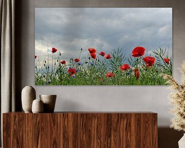 Poppy Panorama