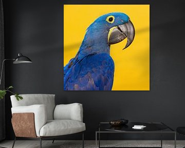 Hyacinth macaw by Elles Rijsdijk