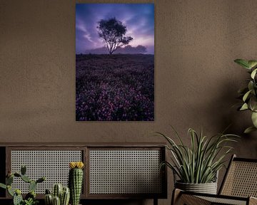 Purple fields Buurserzand by Sander Grefte