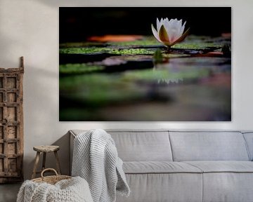 Water Lily by Peter Felberbauer