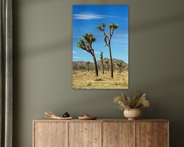 Arbre de Joshua dans le parc national de Joshua Tree, Californie, États-Unis.