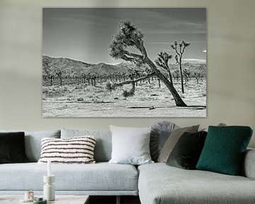 Joshua Tree National Park zwart wit van Discover Dutch Nature