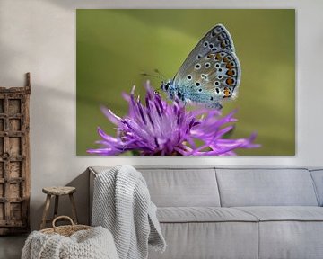 Ein kleiner Schmetterling auf einer lila Blüte von Ulrike Leone