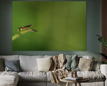 Een kleine zweefvlieg tegen een groene achtergrond van Ulrike Leone