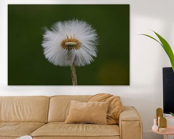 Witte pluizenbol met groene achtergrond van Mariska de Jonge