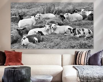 Kudde schapen die in een weiland liggen van Tony Vingerhoets