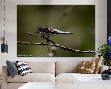 Libelle