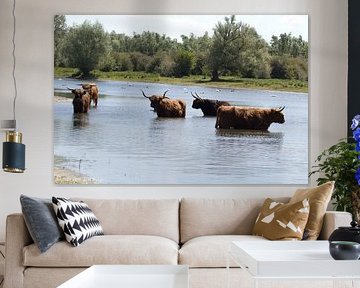 Nature, cows, Scottish Highlanders