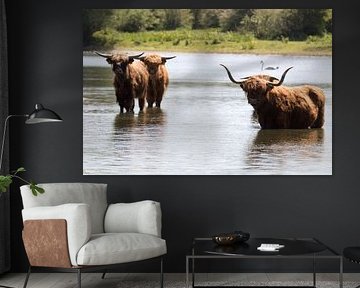 Nature, cows, Scottish Highlanders