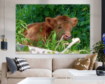 Nature, cows, Scottish Highlanders