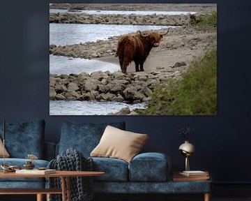 Natur, Kühe, Schottische Hochlandbewohner