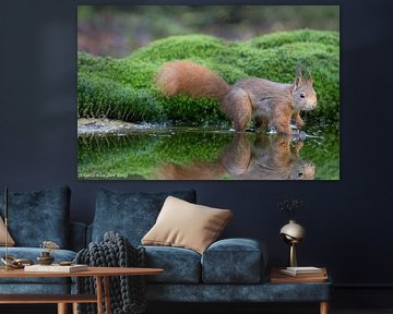 Das Eichhörnchen