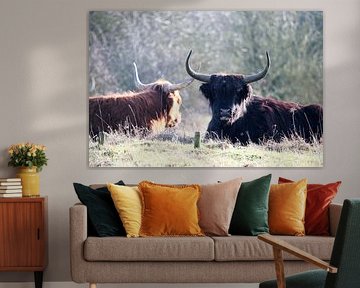 Nature, cows, Scottish Highlanders