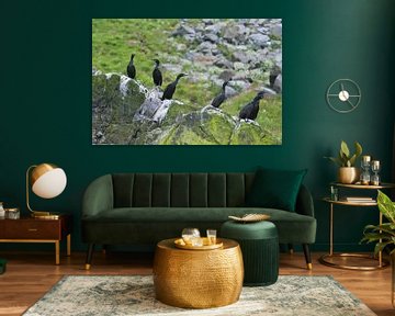 Nieuwsgierige Aalscholvers op Runde / Cormorants on Runde