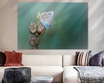 Onthaasten en genieten... (Icarusblauwtje, vlinder, zomer) van Bob Daalder