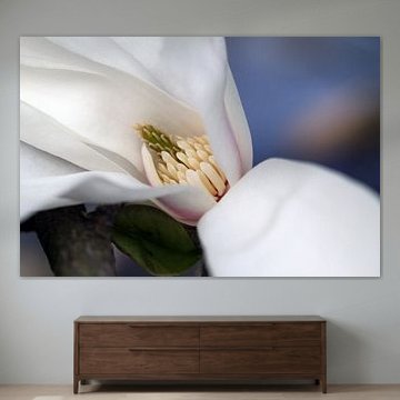 Magnolia 4