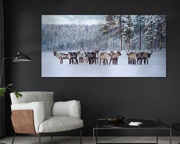 Rendierkudde in Pasvik Nationaal Park van Kai Müller