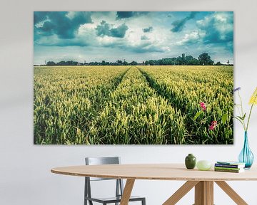 grain field Oosterwijtwerd (Groningen) by Johan van der Linde