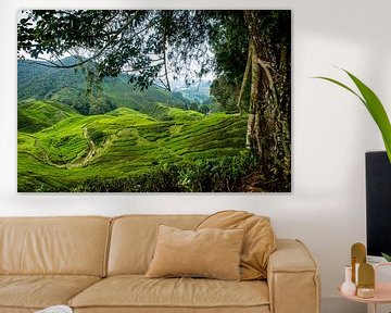 Cameron Highlands Malaysia by Ellis Peeters
