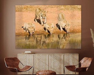 Leeuwinnen drinkend in de waterpoel van Paul van Gaalen, natuurfotograaf