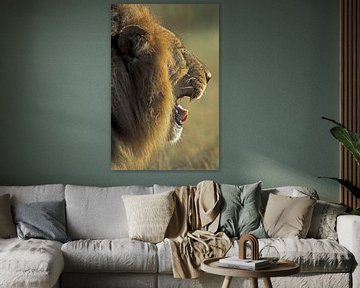 Leeuw in Botswana, Afrika van Paul van Gaalen, natuurfotograaf