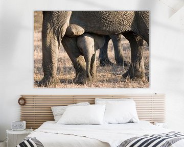Afikaanse olifant van Paul van Gaalen, natuurfotograaf
