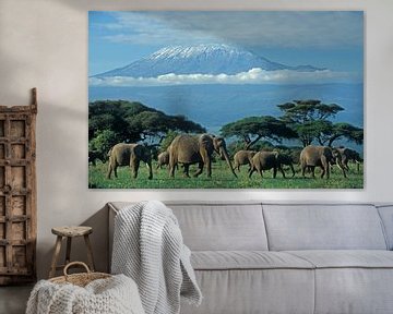 Afrikaanse olifant Kilimanjaro Kenia van paul van Gaalen