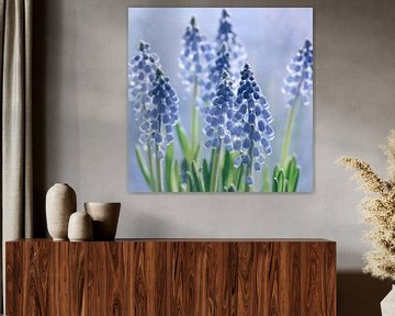 Grape hyacinths by Violetta Honkisz