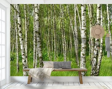 Birch forest by Violetta Honkisz