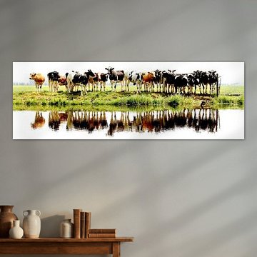 vaches alignées sur Annemieke van der Wiel