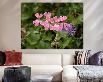Rosa und violette Blumen von Floris Trapman