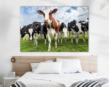 Koeien in Noord Holland